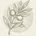 Olive Branch Studies - Home